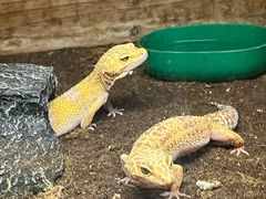 -上海大自然野生昆虫馆