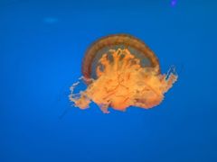 -太平洋海底世界