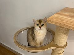 -有喵·猫咖·狗咖·30几只猫10只小狗(岗厦店)