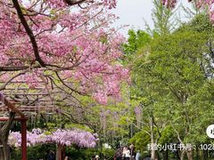 -嘉定紫藤园