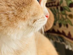 -平行世界·猫咖(首经贸店)