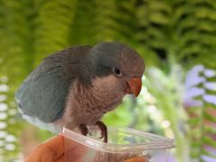 -吉丁鸟咖·异宠·寄养