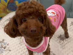 -派多格宠物·购宠(靛厂路店)