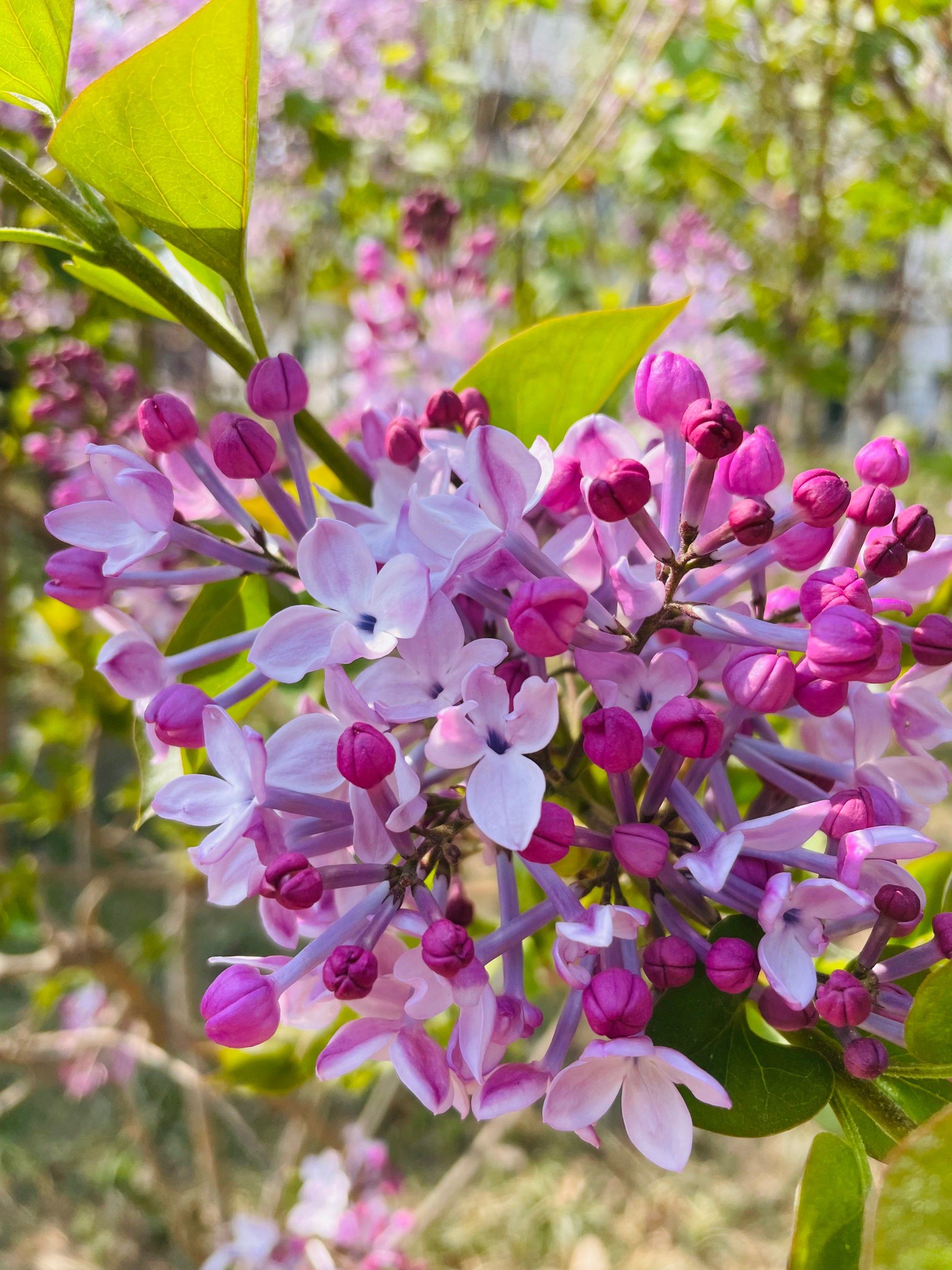 丁香花,香气好浓郁