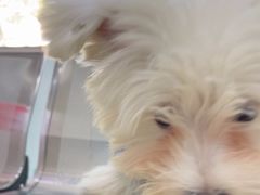 -瑞派动物医院·猫专科·至诚(江南中分院)