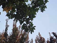 -大望京公园