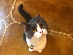 -李小姐の猫咖啡馆(五角场店)