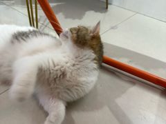 -平行世界·猫咖(首经贸店)