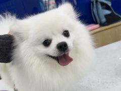 -芭比堂动物医院·24小时·眼科中心(深圳中心)