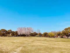 -上海滨江森林公园