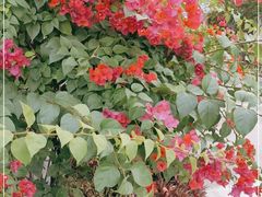 -云溪植物园
