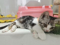 -糯米喵星人总部直营旗舰店·猫舍·幼猫出售