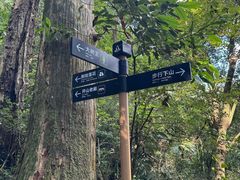 -天目山大树王景区