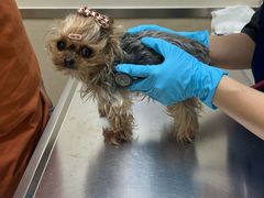 -爱妮康宠物医院·干细胞免疫细胞·肿瘤·心脏(张江店)