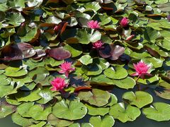 -国家植物园南园