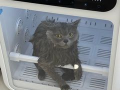 -老吴的猫·猫舍(新区店)