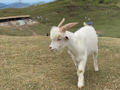 -仰天湖大草原