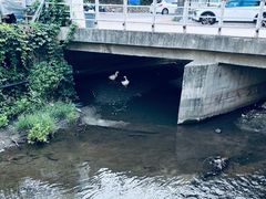 -Local泰莲庭(虹鳟鱼店)
