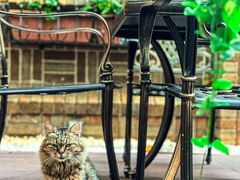 -马勒别墅·中餐厅