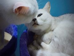 -喵的天空名猫咖啡馆·撸猫·猫舍·用品