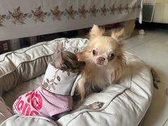 -美联众合动物医院·24h转诊中心
