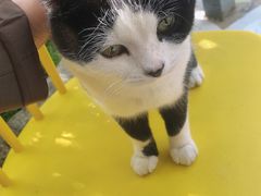 -喵屿·大理花园猫咖