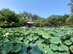 -莲湖公园