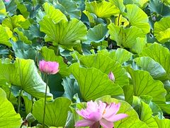 -东升八家郊野公园