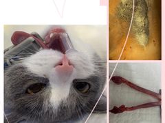 -佳雯宠物医院(金华南路分院)