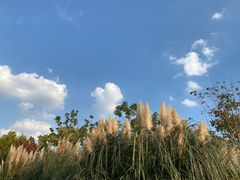 -上海山野camping·户外天幕烧烤·团建拓展营地