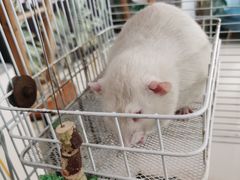 -平行世界·猫咖(首经贸店)