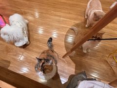 -滚猫咖啡·猫咖·猫友好撸猫(未来城店)