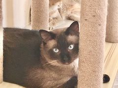 -猫力发电所·宠物专门店