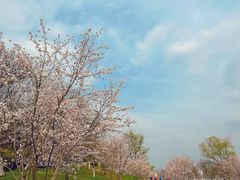 -羊山湖公园