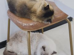 -共舞时光猫咖·狗咖(新街口店)
