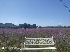 -北京东方普罗旺斯薰衣草庄园