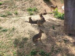 -石家庄市动物园