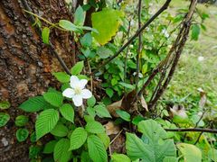 -福建鲤鱼洲酒店