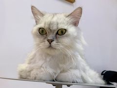 -Heymao猫咖.咖啡厅(东门店)