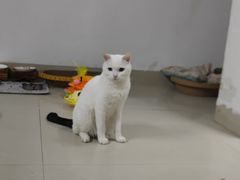 -瑞派康怡24h宠物医院·犬猫医疗中心·微创绝育(瑞景分院)