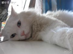 -Babycat私家御饼屋(龙头路一店)