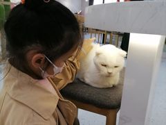 -喵园·猫主题咖啡厅·撸猫·猫咖(国贸店)