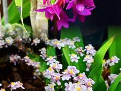 -国家植物园南园