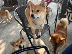 -柴犬高等学院·狗咖·柴犬售卖·宠物训练