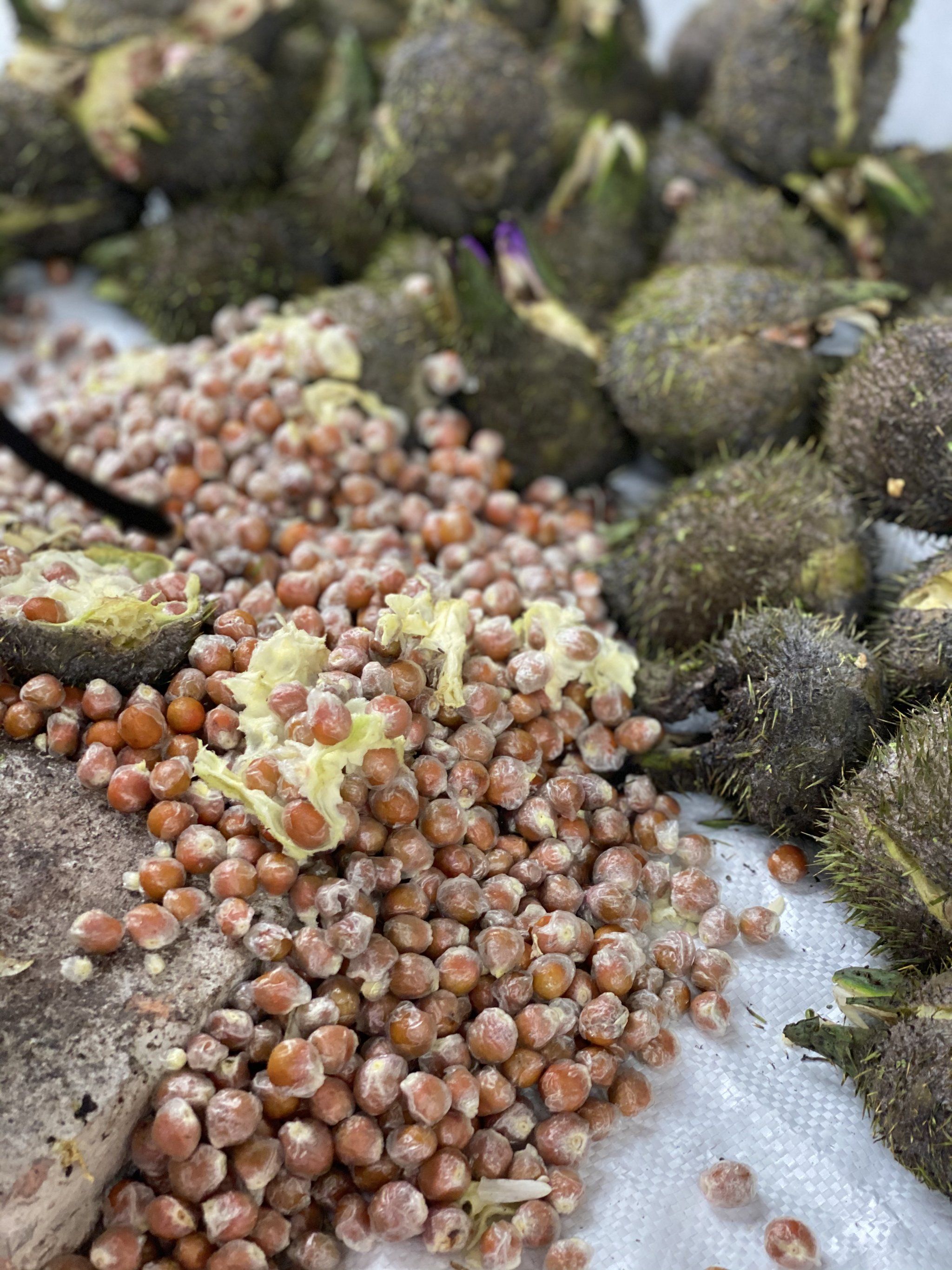 潮州的新鲜芡实真的百吃不腻!果然一分钱一分货