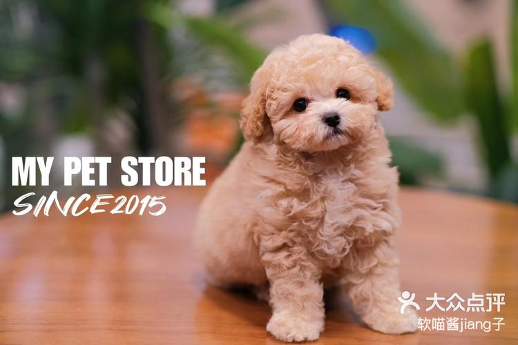 94my宠集贵宾犬·泰迪 7115香槟色d-大众点评