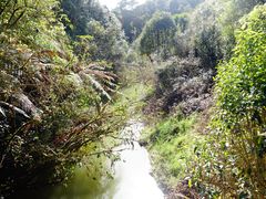 -怀托摩萤火虫洞