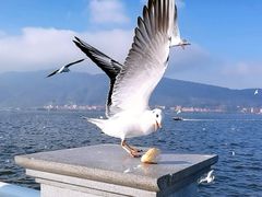 -海埂大坝
