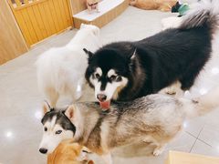 -和它·交个朋友·狗咖猫咖(爱琴海店)