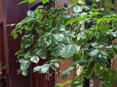 -城南往事·鲁菜济南菜(长清园博园恒大绿洲店)